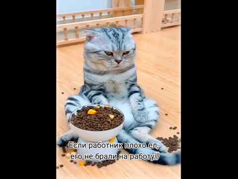 Хороший работник #юмор #приколыскотами #работник #еда