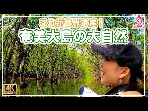 【世界遺産！奄美大島の大自然】マングローブ原生林でのカヤック体験！