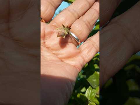 Baby Pink Hibiscus  #karigardidi #shorts  #minivlog #viralshort #subscribers  #flowers  #hibiscus