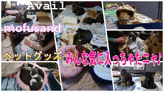 モフサンドアベイルペットグッズがすっかり気に入っちゃった８匹のにゃんこ達　#仲良し猫　#モフサンド　#アベイル　#保護子猫　#ほのぼの　#猫のいる幸せ