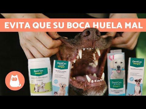 ¿Cómo EVITAR el MAL ALIENTO en los PERROS?🐶🪥