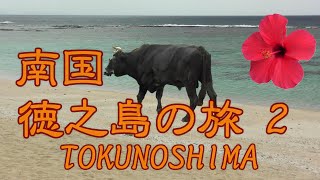 【Japan Island】南国・徳之島の旅 2 Tokunoshima【7年ぶりの再会】