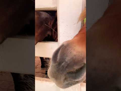 Horse nose hair #shorts #subscribe #share #viral #thailand #bear #horse