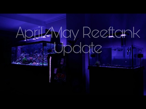 April/May Reef Update