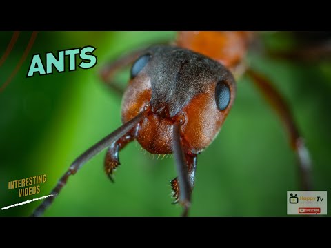 Five incredible facts about ants that you didn't know.