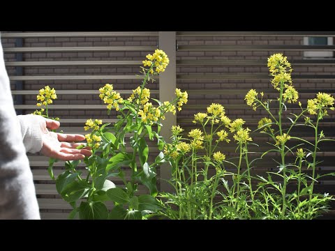 Make flowers bloom from kitchen scraps