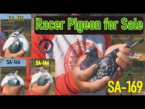 Racer Pigeon Pairs for Sale |  Waleed Alam | Pair 1: (SA-144 x SA-146) | Pair 2: (SA-131 x SA-169)