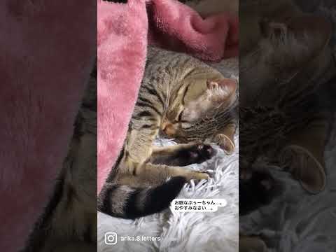 【眠たい猫さん】セルフハグは大切。