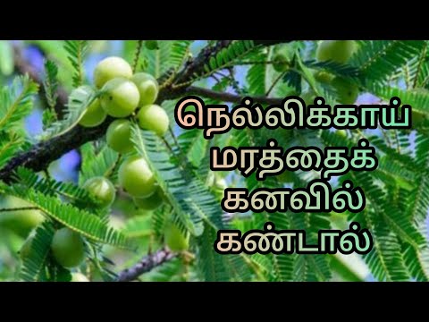 நெல்லிக்காய் மரத்தைக் கனவில் கண்டால் | gooseberry tree in dream | dream interpretation in tamil