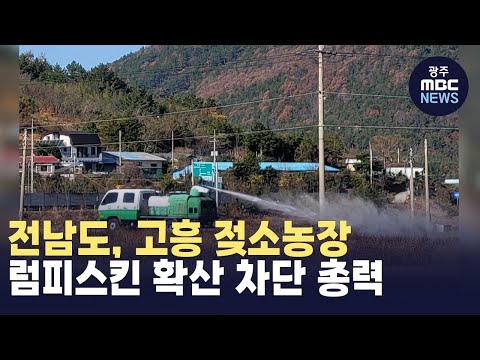 고흥 젖소농장 럼피스킨 확진..방역 강화