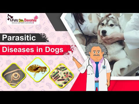 Parasite Diseases in Dogs | Causes, Prevention, and Treatment Explained | Dog Illness Discovered