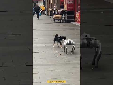 Robot Dog and Real Dog #trending #trendingshorts #ytshorts