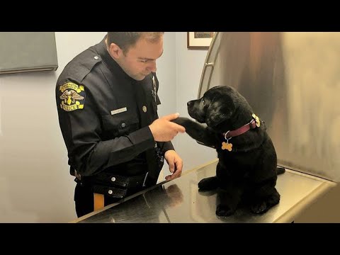 20 momentos divertidos de perros y humanos que te harán no poder parar