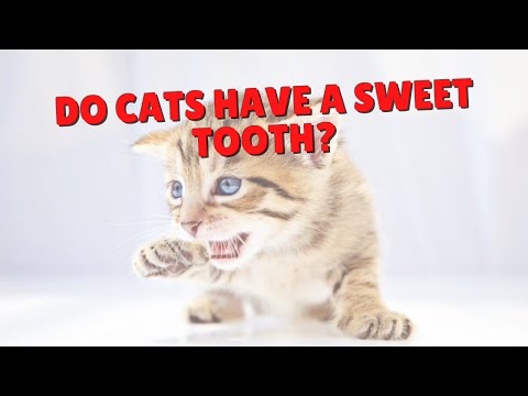 Can Cats Taste Sweet Flavors? | Two Crazy Cat Ladies