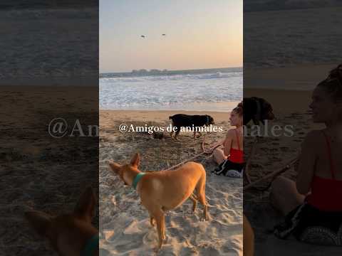 Amigos de animalesの仲間たちと過ごす時間 #保護犬#メキシコ#dogs#Mexico