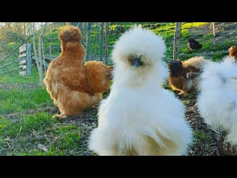 Buff American Silkie Chicken for Sale || Fancy Chicken