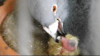 how pigeons feed a newborn pigeon