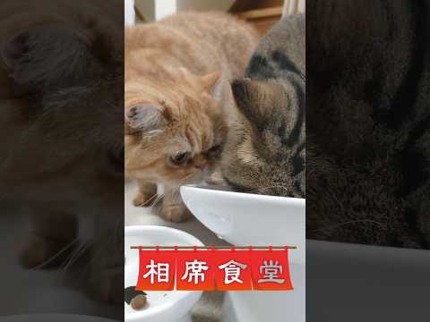 美味すぎて飛ぶぞぉ！#猫動画 #エキゾチックショートヘア #ねこ