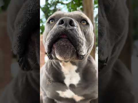 Comer Brincar e Relaxar 🐾 nossa rotina #americanbully