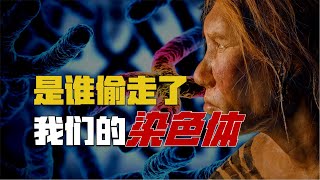 传说被偷走的24号染色体，隐藏着人类起源的秘密？