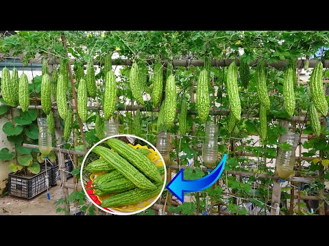 Growing bitter melon by fertilizer fish & self-watering system from recycled plastic bottles