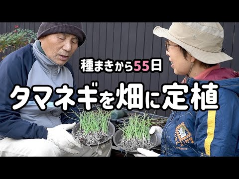 種まきしたタマネギを遅ればせながら畑に定植 （12月）