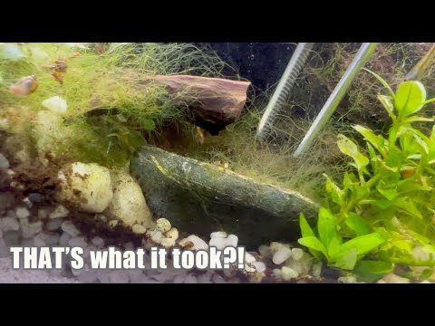 ALGAE BATTLE- what worked, what didn't and what I did NOT expect!