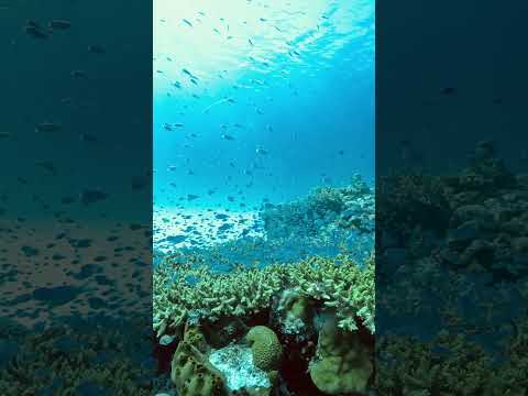 【水中スローモーション映像】#渡嘉敷島 #沖縄 #水中映像#highspeedvideo #slowmotion #underwater #coralreef #okinawa #tokashiki