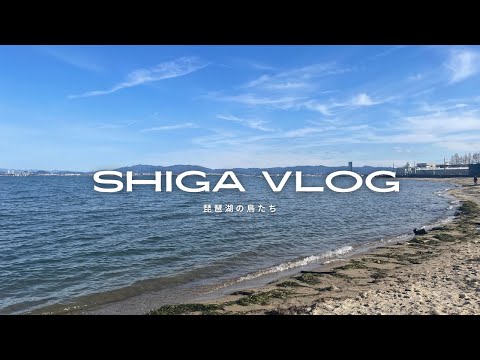 【Vlog】白いカラスに遭遇｜琵琶湖の鳥たち🦆｜琵琶湖周辺｜水鳥