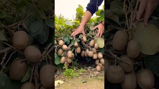 Kiwi Fruits Agriculture Farming #farming #newtechnologyideas #agriculturelife #kiwi #fruit