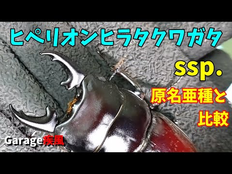 ヒペリオンヒラタクワガタ　ｓｓｐ．　原名亜種との違い　#クワガタ