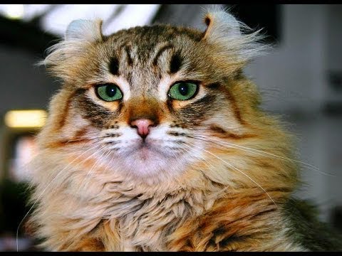 Animal Planet  :  Cats 101 ~  American Curl