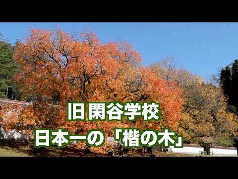 2023.11.8旧閑谷学校、日本一の「楷の木」の紅葉【4K映像】（映像ジャーナリスト　宮﨑　賢）