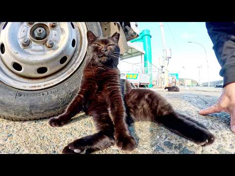 A black cat skips his job as a courier and sits like a human