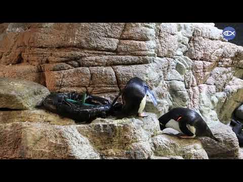 Rockhoppers' Nesting Behaviors