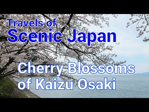 【500】Cherry Blossoms of Kaizu Osaki / Travels of Scenic Japan / Tabiator