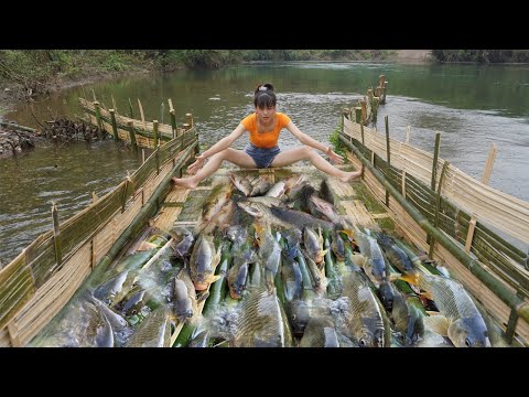 Single girl created an ancient fish trap using bamboo was surprised by the huge flock of fish Ep2