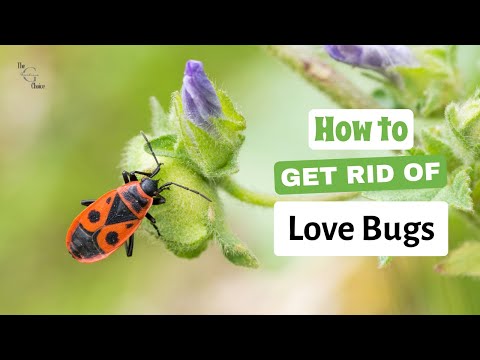 13 Ways to Get Rid of Love Bugs | How To Get Rid Of Love Bugs | The Guardians Choice