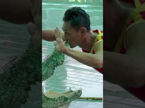 Chalawan of Thailand kisses a crocodile #crocodile  #kiss