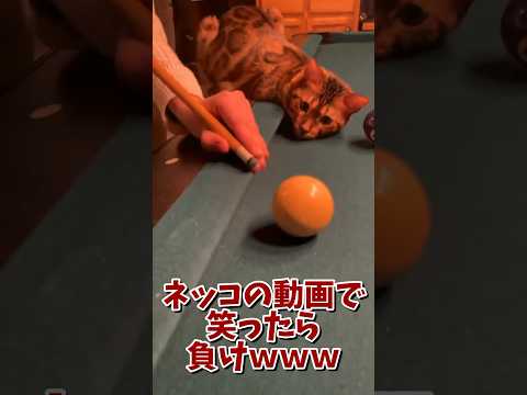 ネッコの動画で笑ったら寝ろｗｗｗ　#2ch #2ch動物スレ #2ch面白いスレ #動物 #犬 #猫 #癒やし #ねこ #2chほのぼの #ネコ