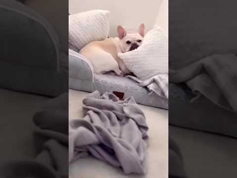 Sleepy French Bulldog Max | Birds of a Feather | Max and Bo | Frenchie Trekker TV #Dog #Frenchie