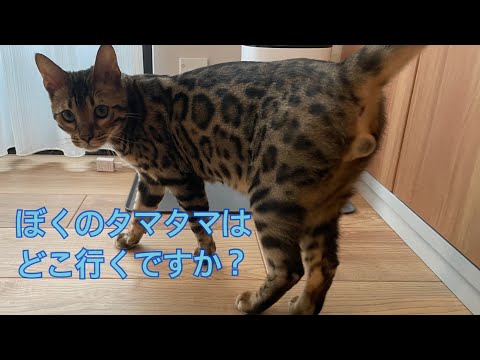 大事なアレを失ったベンガルの子猫