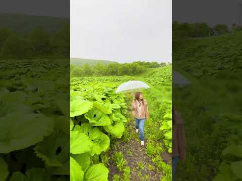 日本一巨大なフキ【北海道十勝】足寄町 #北海道  #北海道観光  #hokkaido