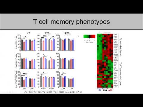 CAR T-Cell 培養におけるhuman platelet lysate (hPL)が及ぼす効果