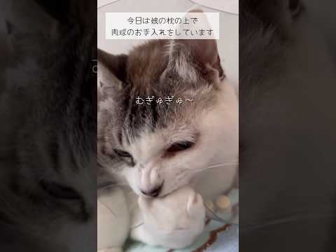 そんな顔しなくても… #ねこ動画 #ねこと暮らす #保護猫 #cat #子どもと猫 #肉球