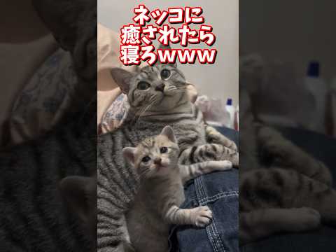 ネッコの動画で癒されたら寝ろｗｗｗ　#2ch #2chまとめ 動物スレ #2ch面白いスレ #動物 #犬 #猫 #癒やし #ねこ動画#ねこ