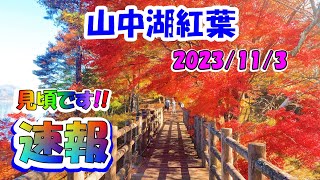 4K 山中湖 紅葉状況 11/3【速報レポ】街路樹・紅葉まつり会場・遊歩道 Lake Yamanaka Autumn leaves Latest report