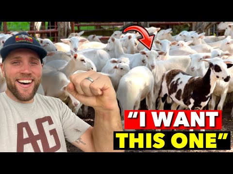 I VISITED A 1000 ACRE SHEEP FARM & TOOK SOME HOME WITH ME