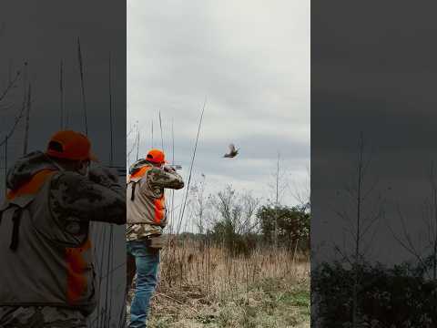 Explosive pheasant flushing over hunting dogs #wirehairedpointinggriffon