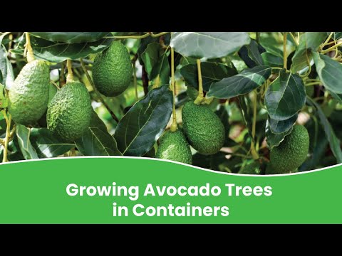 Growing avocado trees in containers | How to grow avocado tree in pot?